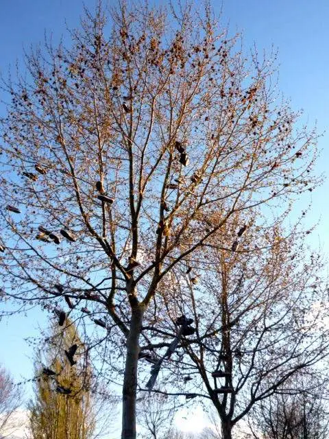 A bare tree in a park in Miranda de Ebro, Spain, with dozens of sneakers hanging from its branches