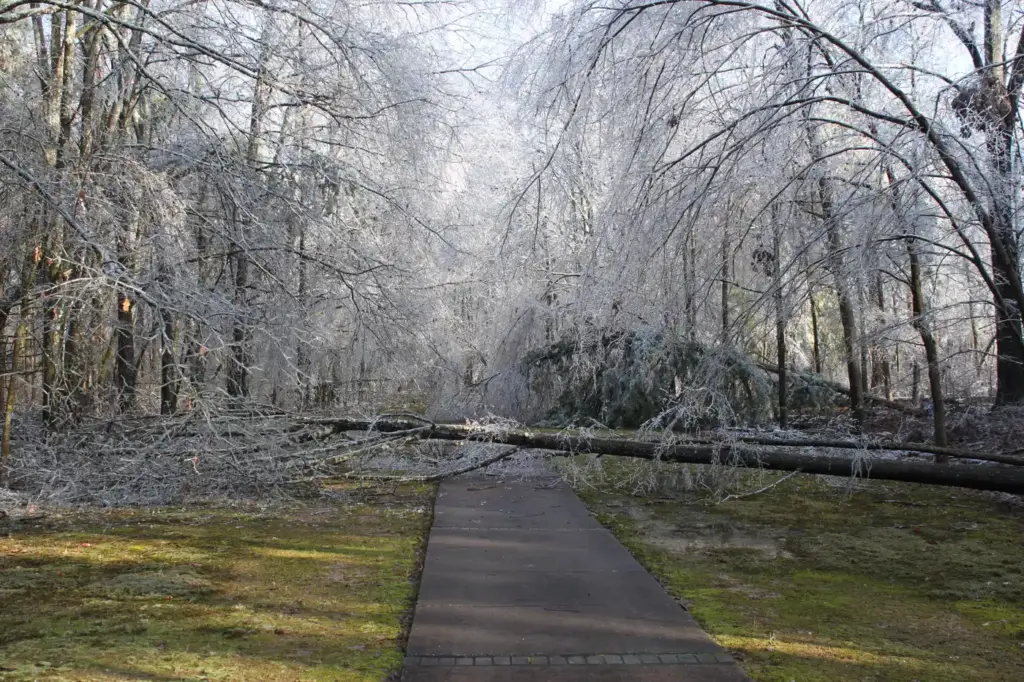 Camino peatonal entre árboles cubiertos de hielo tras la tormenta de hielo de febrero de 2023 en Arkansas Post, en Estados Unidos