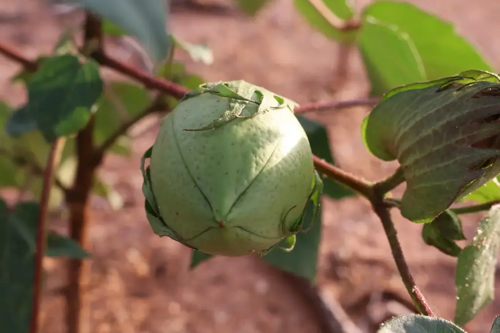 Cápsula de algodón abierta junto a una flor de la planta