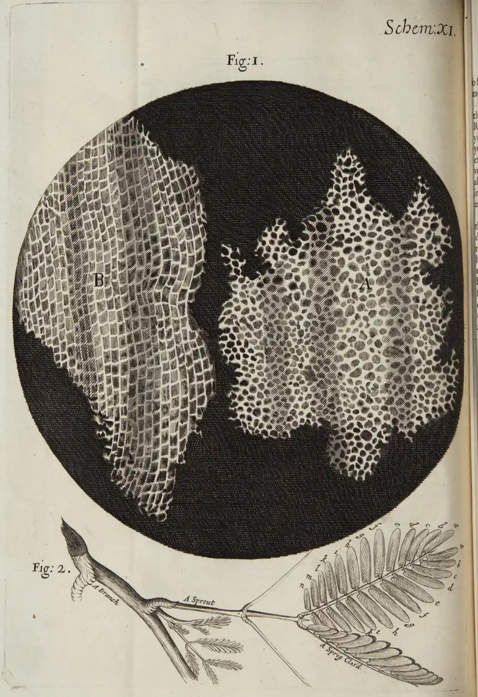 Dibujo de Robert Hooke del corcho visto al microscopio en Micrographia, 1665, con sus celdillas