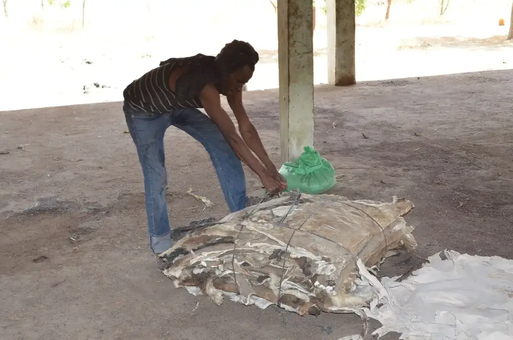 Curtidor de Maroua, en Camerún, recibiendo y revisando una piel junto a las tinas de la curtiduría