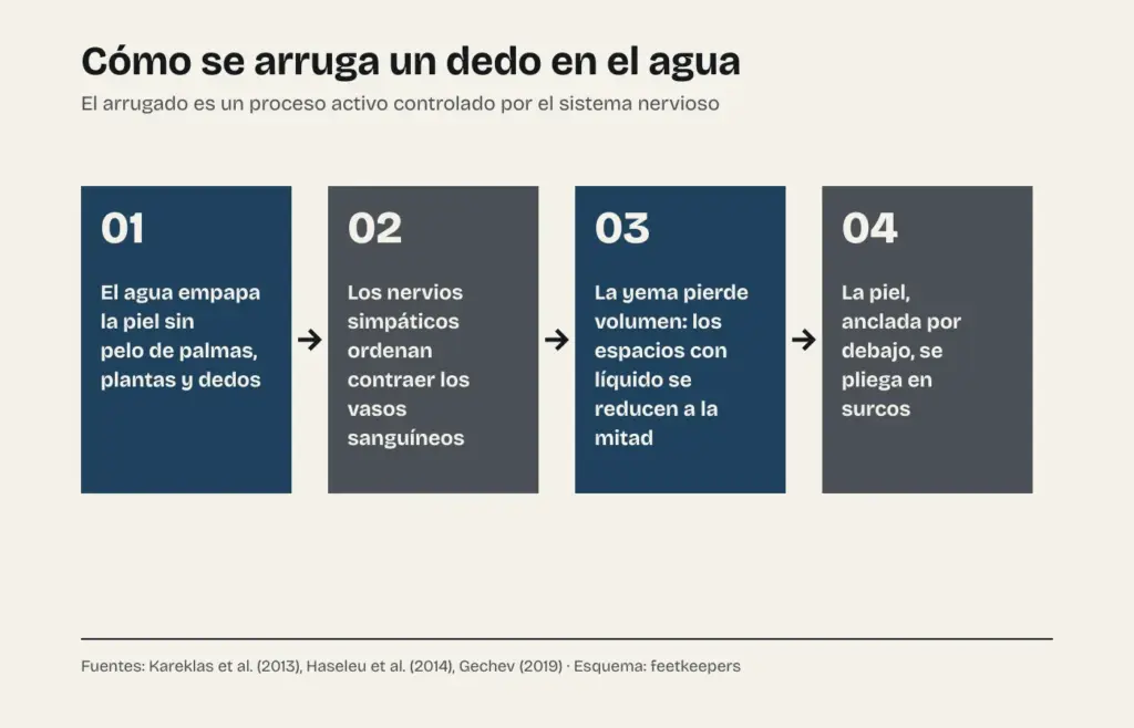 Esquema de cómo se arruga un dedo en el agua: el agua empapa la piel sin pelo, los nervios simpáticos ordenan contraer los vasos, la yema pierde volumen y la piel anclada se pliega en surcos