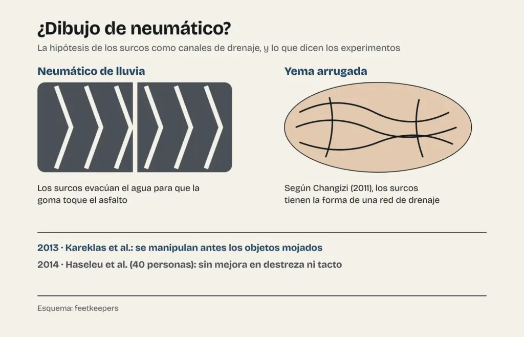 Esquema que compara el dibujo de un neumático de lluvia con los surcos de una yema arrugada, con los resultados opuestos de los estudios de 2013 y 2014