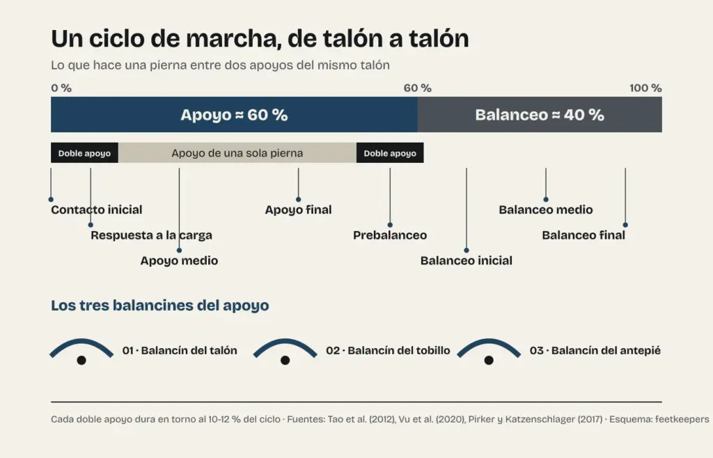 Esquema del ciclo de la marcha: el apoyo ocupa en torno al 60 % y el balanceo el 40 %, con dos dobles apoyos de un 10-12 % cada uno, ocho fases y tres balancines