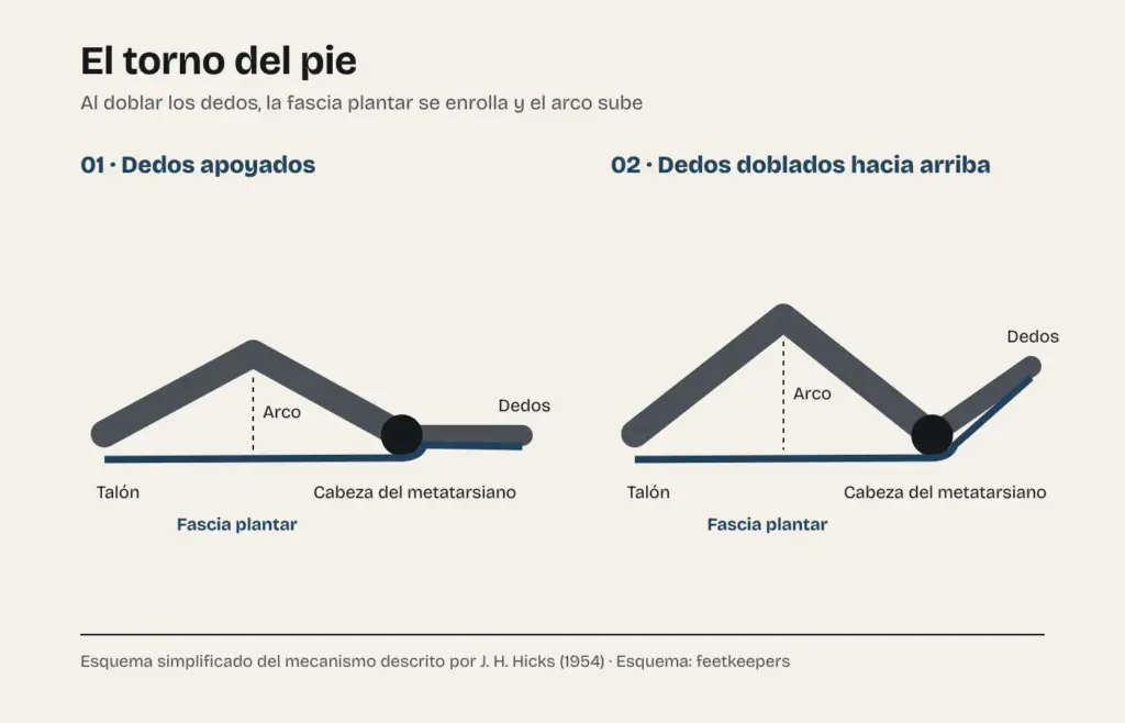 Esquema del mecanismo de torno del pie: con los dedos apoyados, la fascia plantar va del talón a los dedos; al doblarlos hacia arriba, se enrolla en la cabeza del metatarsiano y el arco sube