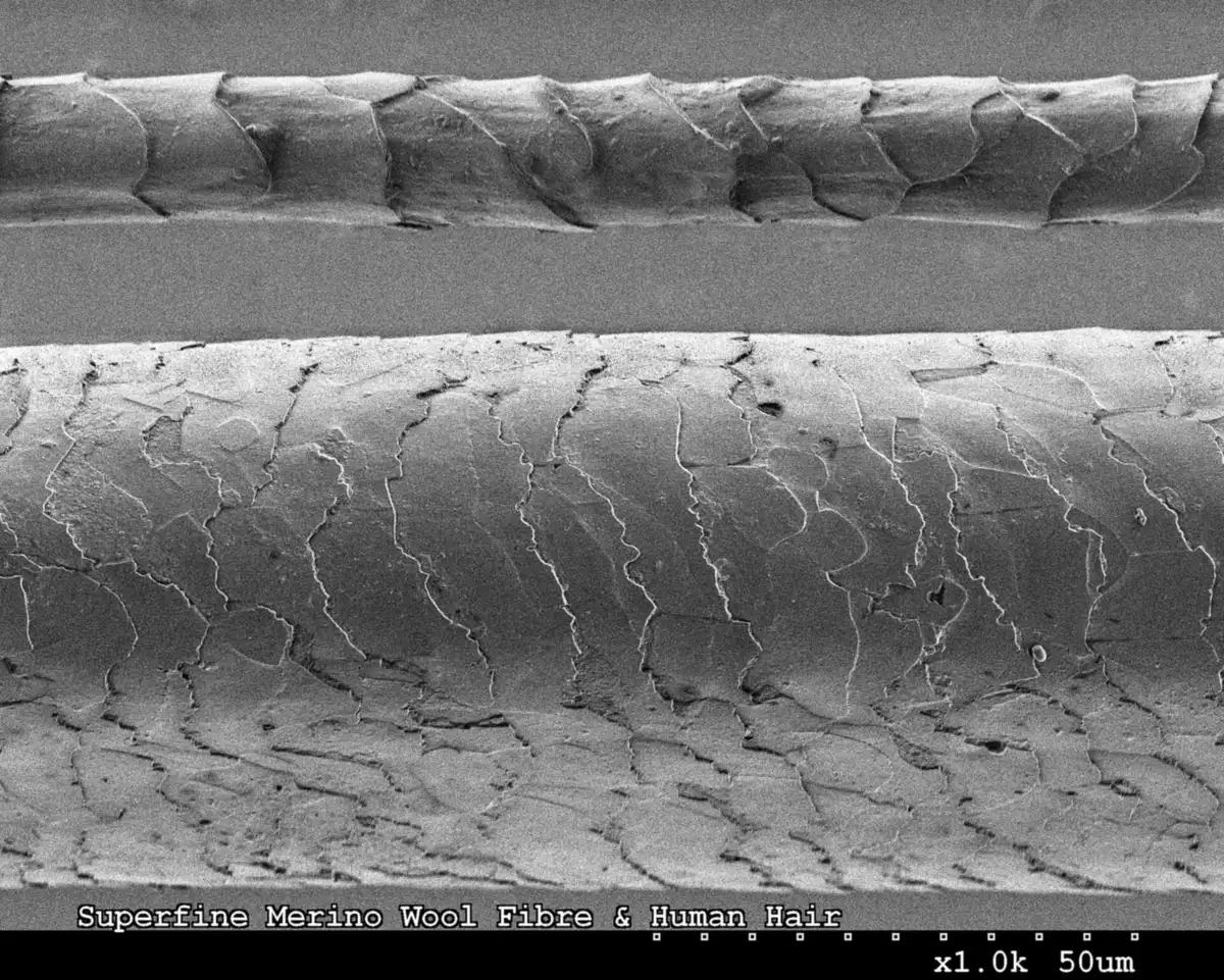 Fibra de lana merino junto a un cabello humano vistos al microscopio electrónico