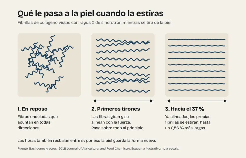 Esquema de las fibras de colágeno de la piel en reposo, alineándose con los primeros tirones y estirándose hacia el 37 % de deformación
