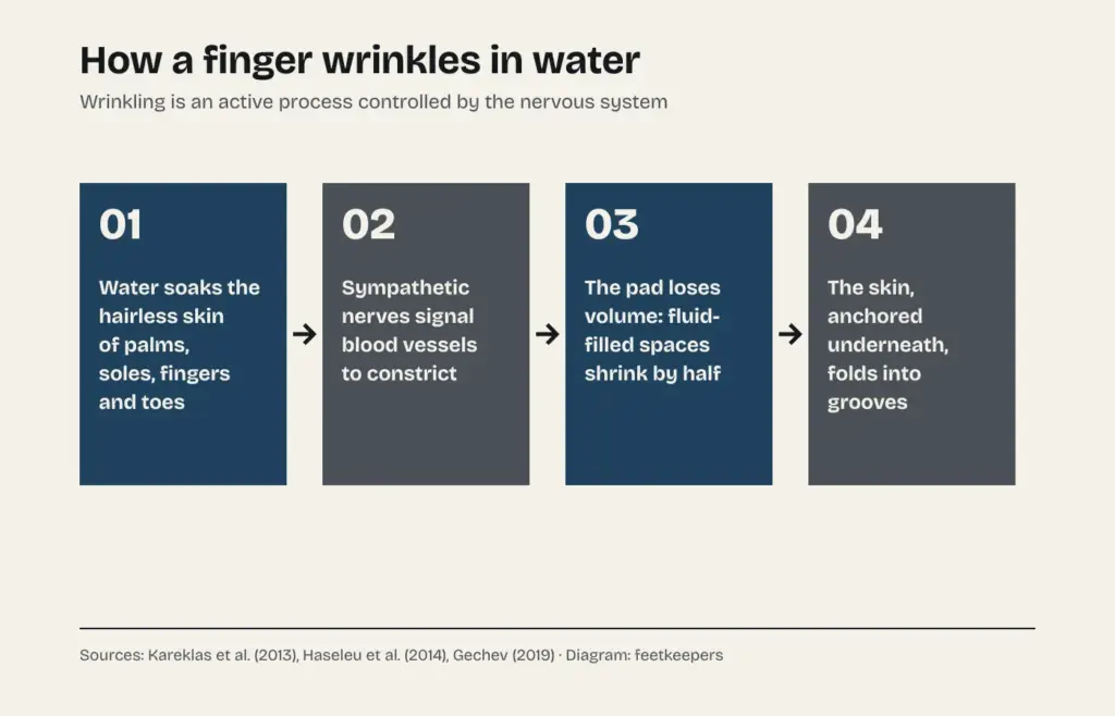 Diagram of how a finger wrinkles in water: water soaks the hairless skin, sympathetic nerves signal blood vessels to constrict, the pad loses volume and the anchored skin folds into grooves