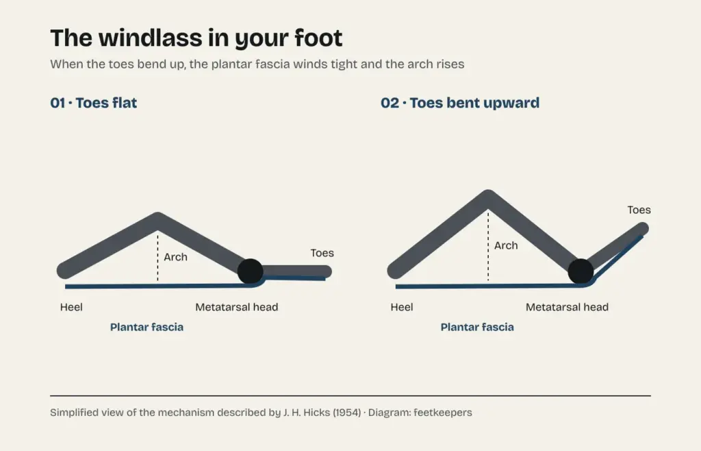 Diagram of the foot's windlass mechanism: with the toes flat, the plantar fascia runs from heel to toes; when they bend upward, it wraps around the metatarsal head and the arch rises
