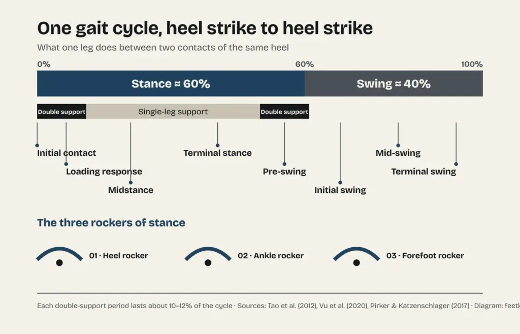 Diagram of the gait cycle: stance takes about 60 percent and swing 40 percent, with two double-support periods of about 10 to 12 percent each, eight phases and three rockers