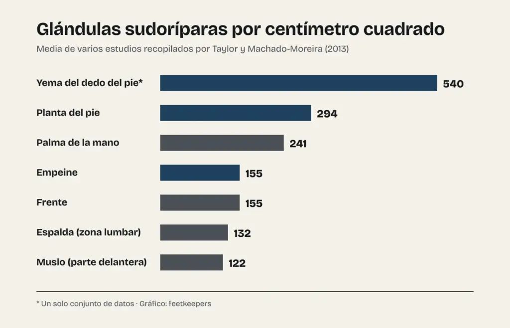 Gráfico de glándulas sudoríparas por centímetro cuadrado: yema del dedo del pie 540, planta del pie 294, palma de la mano 241, empeine 155, frente 155, espalda 132 y muslo 122