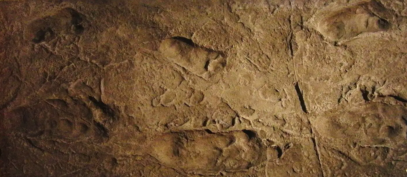 Réplica de las huellas fósiles de Laetoli expuesta en el Museo Nacional de la Naturaleza y la Ciencia de Tokio
