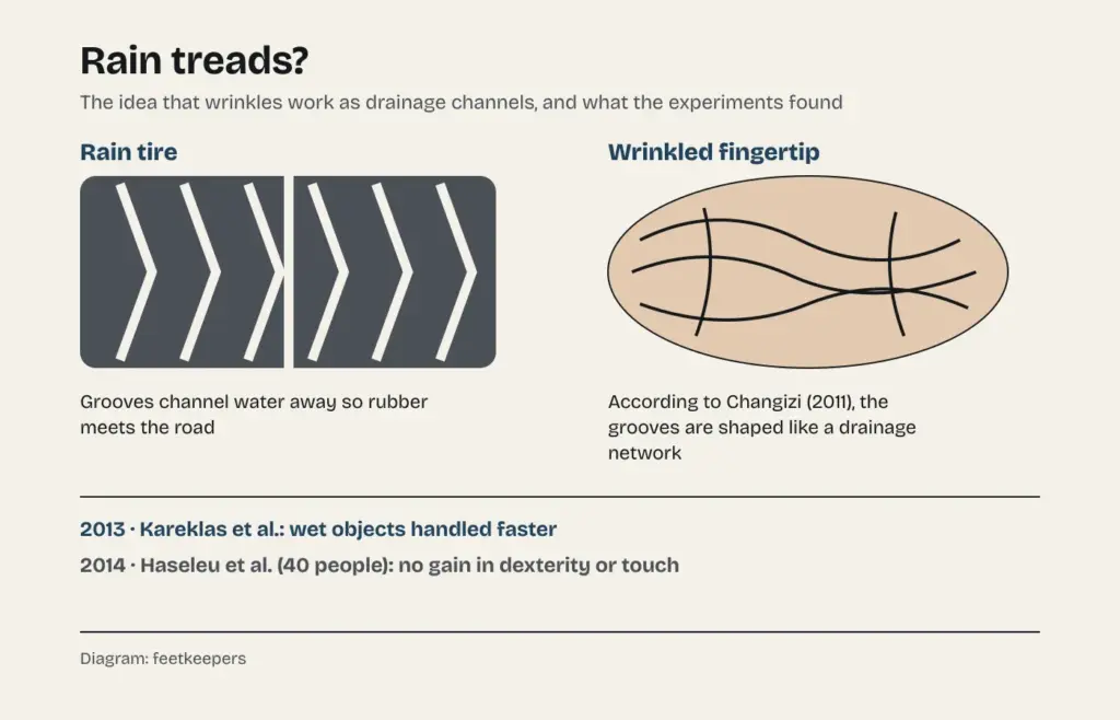 Diagram comparing the tread of a rain tire with the grooves of a wrinkled fingertip, along with the opposing results of the 2013 and 2014 studies